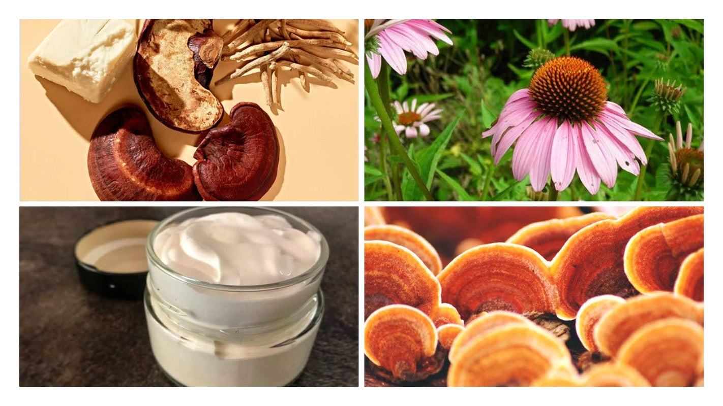 Organic Wild Reishi Night Cream with Colagen Peptides, Echinacea, Detox Cream, Fine Lines and Wrinkle Free, All Ages and Skin Types - Vegan (0.5 Oz)