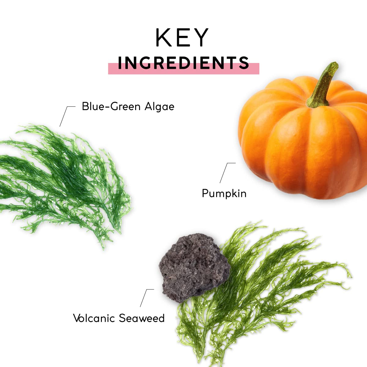 Pumpkin Cleanser (4.2 Fl Oz) - Daily Facial Cleanser & Skin Cleanser with Pumpkin Seed Oil, Cloudberry Extract & Antioxidants - Moisturizes, Nourishes & Helps Strengthen Skin