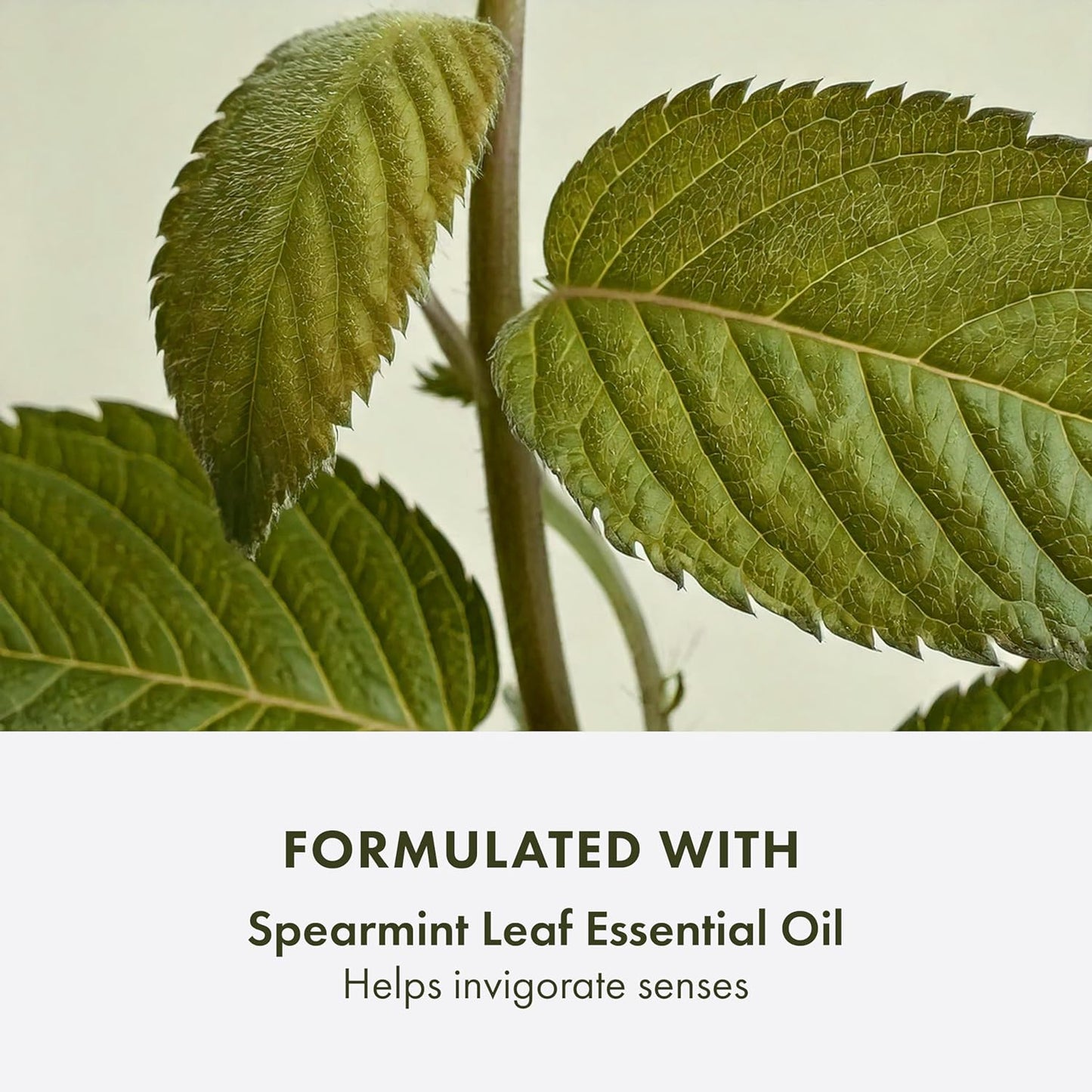 Checks and Balances Frothy Face Wash | Gentle Face Cleanser for All Skin Types | with Mint